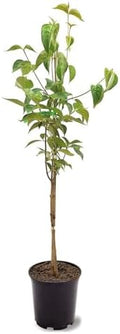 White Dogwood Tree, 1 gal Nursery Pot by Unknown