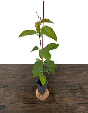 Sweetheart Cherry Tree - 1 Plant - Edible Grafted Fruit Tree - Image 3