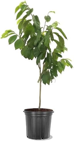 Paw Paw Tree Seedlings, Fruit Bearing, Shade Tolerant, Tropical Look, Flowering 5 gal, Nursery Pot (Due to Agricultural Laws, we Cannot Ship to CA, AZ, AK, or HI) by Unknown