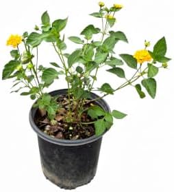 Yellow Lantana Live Plant, 1 Gallon, Flowering Perennial Ground Cover by RogersPlantNursery