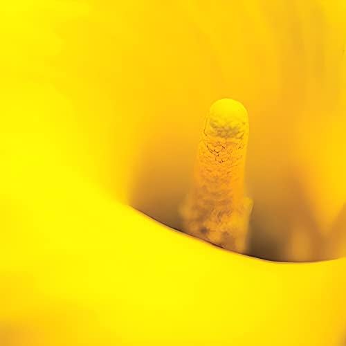 Votaniki Gold Rush Calla Lily Bulbs - Long Lasting Blooms, Perennial Calla Lily, Vibrant Yellow Flowers for Garden - Easy to Grow and Low Maintenance (4 Pack) - Image 2