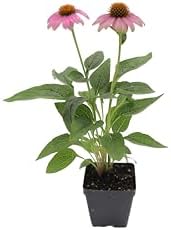 Greenwood Nursery: Live Perennial Plants - Pow Wow Wild Berry Coneflower + Echinacea Purpurea - [Qty: 3X Pint Pots] - (Click for Other Available Plants/Quantities) - Image 2