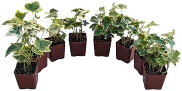Gold Child English Ivy Plants, Set of 8, Hardy Groundcover, 2 1/4" Pot - Image 3
