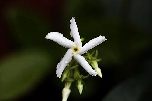 Rare Scented Jasmine Flower Easy to Grow 5g Seeds - Image 5