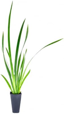 African Iris White - 40 Live Plants - Dietes Iridioides - Drought Tolerant Groundcover Grass by FloridaFoliage
