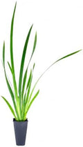 African Iris White - 30 Live Plants - Dietes Iridioides - Drought Tolerant Groundcover Grass by FloridaFoliage