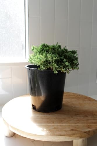 Green Mound Juniper Live, Juniperus Procumbens Nana, 1-Gallon Pot, 2-Pack - Image 3