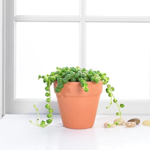 2-in String of Pearls Live Succulent Plants, Easy Care & Drought Tolerant - Image 2