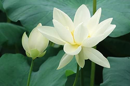 Ficoszo 30PCS Bowl Lotus Seeds Bonsai Lotus Seeds for Planting Water Lily Flower Aquatic Plants Seed Pond Plants Non GMO Home Garden Plant Seed Flowering Aquatic Bonsai Plant (Nelumbo) - Image 6