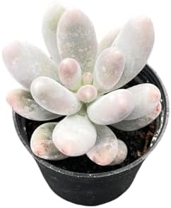 Sprout N Green Pachyphytum Sweet Dumpling, Live Succulent Plant by SproutNGreen