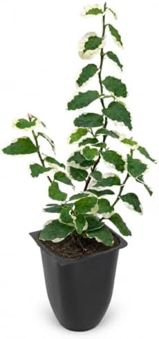 Variegated Creeping Fig Vine - Ficus Pumila Variegata - 3 Live Fully Rooted 2 Inch Plants - Climbing Ivy by FloridaFoliage
