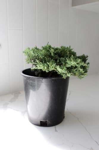 Green Mound Juniper Live, Juniperus Procumbens Nana, 1-Gallon Pot, 2-Pack - Image 5