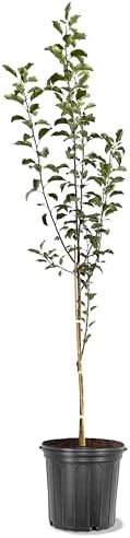 American Plant Exchange Apple Tree 'Granny Smith' – Live Fruit-Bearing Plant, 5-Gallon Pot, Cold-Hardy, for Home Orchards, Backyard Gardens & Edible Landscapes by AmericanPlantExchange