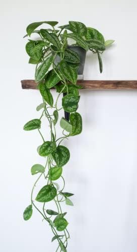 Pothos Live Indoor Plant, 4 inch Pot, Variegated White and Green Leaves - Easy to Care for - Perfect for Indoor and Outdoor Home Decor, Office, and Gift (Satin Pothos) - Image 3