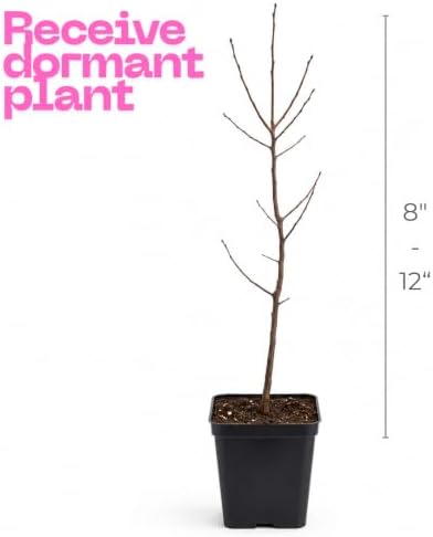 American Sweetgum Tree Live Plant | 1 Quart Container | Cold-Hardy North American Native | Well-Rooted Ornamental Garden Tree - Image 3