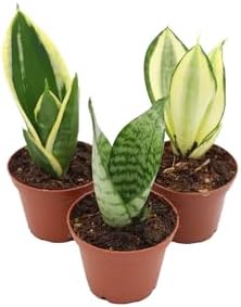 Mini Snake Plant Assortment from California Tropicals - Image 2