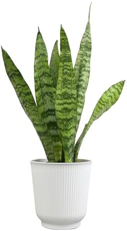 Live Snake Plant in Decorative White Pot, Sansevieria Zeylanica, Indoor House Plant, Mother in Law Tongue Sansevieria Plant Live, Long Succulent Plant, Fully Rooted Houseplant by Plants for Pets - Image 6