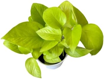 Pothos Live Indoor Plant, 4 inch Pot, Variegated White and Green Leaves - Easy to Care for - Perfect for Indoor and Outdoor Home Decor, Office, and Gift (Neon Pothos) - Image 2