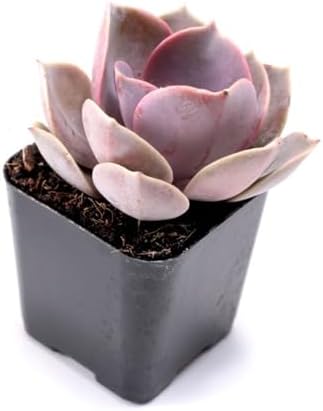 Mountain Crest Gardens Pink, Purple & Red Succulent Pack - 6 Live Plants in 2 Inch Pots - Real Succulents for Indoor/Outdoor Decor, DIY, and Gifts - Image 4