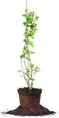 PERFECT PLANTS Perfect Plants Arapaho BlackBerry Bush 3 Gallon | Live Fruit Trees for Outdoor Planting | Self Fertile Blackberries & Thornless for Easy Picking | Sweet & Healthy Black Berries by PerfectPlantsNursery