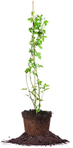 PERFECT PLANTS Perfect Plants Arapaho BlackBerry Bush 3 Gallon | Live Fruit Trees for Outdoor Planting | Self Fertile Blackberries & Thornless for Easy Picking | Sweet & Healthy Black Berries by PerfectPlantsNursery