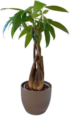 Money Tree Live Plant | 14-22 Inches Tall Bonsai | Easy to Grow Indoor Houseplant | Home, Office, or Room Decor | Birthday, Housewarming Gift (Slate) - Image 3
