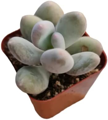 Live Succulent Cactus Plants (Pachyphytum Oviferum Moonstone) - Image 2