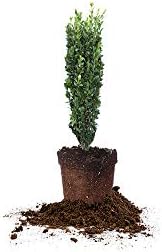 Perfect Plants Sky Pencil Japanese Holly, 1-2 ft, Live Plant by PerfectPlantsNursery