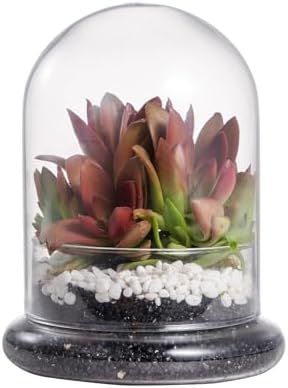 NCYP Small Glass Terrarium Cloche with Air Hole, 4.7 x 4.7 x 6.3 Inches by NCYP