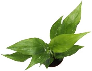 3 Spath Peace Lily Set (Dark Green, Domino, Platinum Mist) - 2.5'' pots from California Tropicals - Image 2