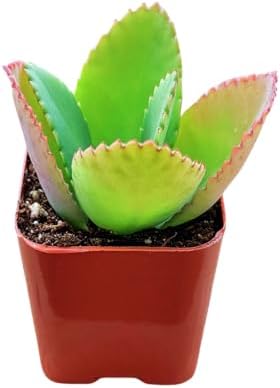 Succulents Plants Live 2inch Live Mini Succulent Plants, Easy Care House Plants Rooted in Succulent Soil Mix, By The Succulent Cult (Mother of Thousands, 2 Inch) - Image 2
