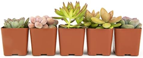 Altman Plants, Live Succulents Plants Live Houseplants (5PK), Succulent Plants Live Indoor Plants, Live Plants Indoor Live House Plants, Succulent Plant Kit, Live Cactus Plants Live in Succulent Soil - Image 3