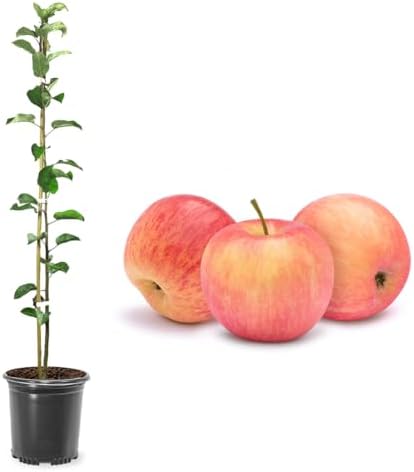American Plant Exchange Fuji Apple Tree, 1 Gallon Pot, 2-3 ft Tall, Live Outdoor Fruiting Plant, Sweet & Tart Fruit by AmericanPlantExchange