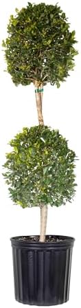 Eugenia Myrtifolia 2-Ball Topiary Live Plant, 38–44 inches Tall in 10-inch Plant Pot, Sculpted Evergreen Indoor Outdoor Tree for Elegant Patio, Entryway and Office Decor by United Nursery by UnitedNursery