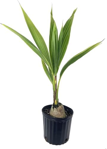 Live Green Dwarf Malayan Coconut Plant Seedling 1 to 3 Feet Tall, Cocos nucifera Plants for Planting, Sprouted Coconut Palm, Ready to Grow Produces Edible Fruits - Image 3