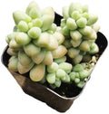 Live Succulent Cactus Plants from USKC (2" Pot) (Sedum Burrito Donkey Tail) by FOLIAGEMS