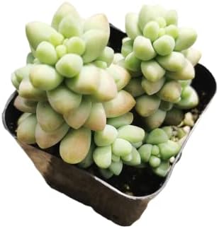 Live Succulent Cactus Plants from USKC (2" Pot) (Sedum Burrito Donkey Tail) by FOLIAGEMS