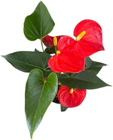 Anthurium (12"-14" Tall) Unique and Gorgeous Live Indoor Plant, Easy Care and Easy to Grow, Bloom Plant, 4 inch Pot (Orange) - Image 3