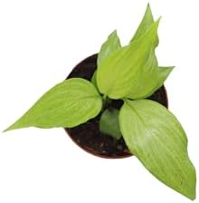 3 Spath Peace Lily Set (Dark Green, Domino, Platinum Mist) - 2.5'' pots from California Tropicals - Image 4