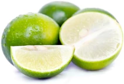 Mexican Key Lime Tree - 2-5 Inch Tall Live Plant - Potted Lime Fruit Seedling - Citrus aurantifolia - Image 7