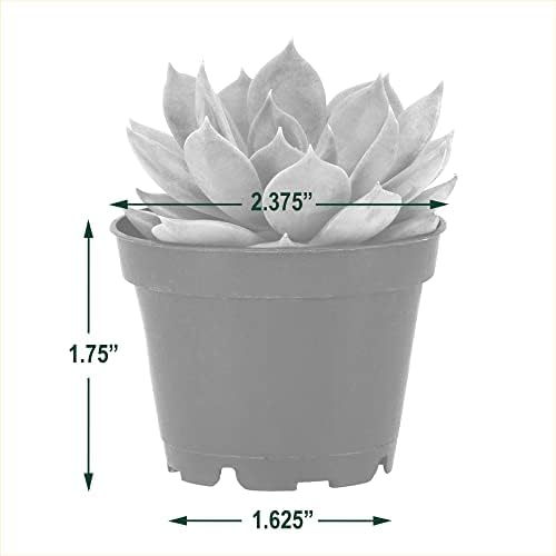 Arcadia Garden Products Live Assorted Mini Succulents in 2 in. Grower Pot, 12-Pack, Green (LV66) ***Cannot Ship to Hawaii*** - Image 5