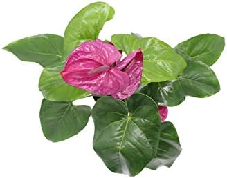 Purple Anthurium - 4" from California Tropicals - Image 2