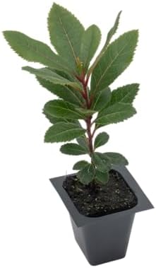 1 Arbutus Unedo Live Strawberry Tree Plant – Sweet Resilient Beauty, Thriving in 2.5" Nursery Cube - Image 5
