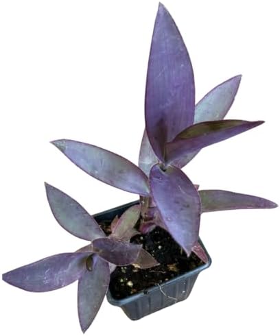 Organic Purple Heart Plant, Tradescantia pallida, Live Plant in 3-inch Pot - Purple House Plant with Magenta Flowers, Easy to Grow, Drought-Resistant by Smoke Camp Crafts - Image 2