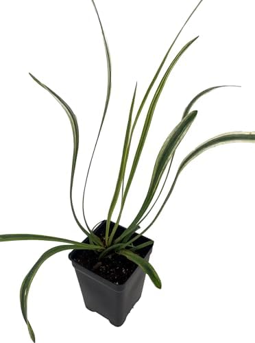 Variegated Lilyturf - Liriope Groundcover - 2.5" Pot - Live Plant - Image 2