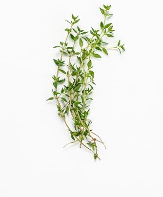 TKE Farms & Gardens - Thyme Seeds for Planting – Non-GMO, High Germination, Drought-Tolerant, 3500+ Seeds – Ideal for Indoor, Outdoor, Hydroponics, Containers, Herb Spirals, and Rock Gardens - Image 6