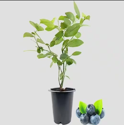Vaccinium corymbosum ‘Chandler’ Highbush Blueberry Live Plants – Edible Fruit Bearing Berry Bush – Container Grown Nursery Plant by Japanese+Maples+and+Evergreens