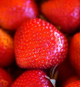 Greenwood Nursery: Live Berry Fruit Plants - Ozark Beauty Everbearing Strawberry - [Qty: 100 Bare Roots] - (Click for Other Available Plants/Quantities) by GreenwoodNursery