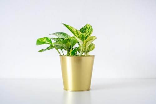 American Plant Exchange Golden Pothos 4-Inch Pot – Easy-Care Trailing Houseplant, Air-Purifying Vine for Home & Office, Low-Maintenance Indoor Plant for Hanging Baskets & Shelves - Image 2
