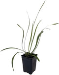 Variegated Lilyturf - Liriope Groundcover - 2.5" Pot - Live Plant by Hirt%27s+Gardens